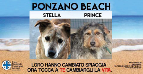 I cani ritrovati a Jesolo vengono accuditi presso il Canile di Ponzano Veneto