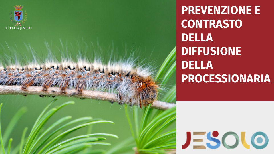 Immagine di PREVENZIONE E CONTRASTO DELLA DIFFUSIONE DELLA PROCESSIONARIA strillo