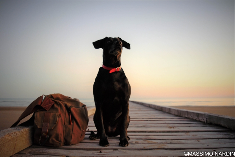 Massimo Nardin foto 5 Massimo Nardin foto 5