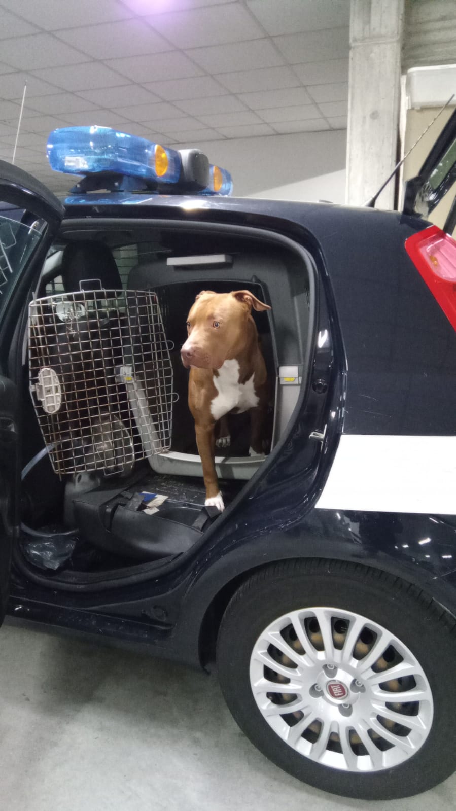wesson_cane_unità_cinofila (1)